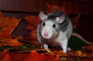 Rat Control Warrington