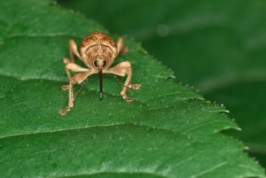 beetle control warrington