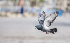 bird pigeon control warrington