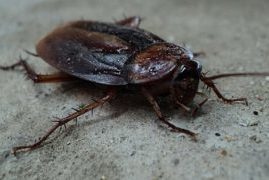 Cockroach Pest Control Warrington