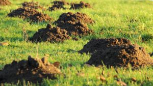 mole control warrington