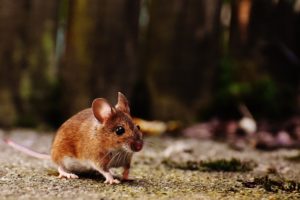 mouse mice control warrington