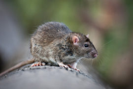 Rat Control Warrington