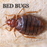 Bugged by Bed Bugs
