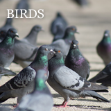Bird-Control-Warrington