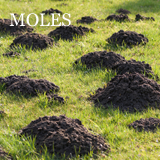 Mole-Control-Warrington