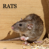 Rat-Control-Warrington