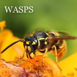 Wasp Control in Warrington – A sting in the tail……