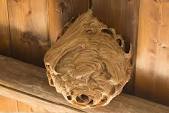 Wasp nest