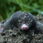 I am a Mole and I live in a hole………….