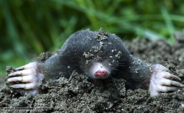 I am a Mole and I live in a hole………….
