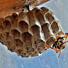 Getting ready for Wasps
