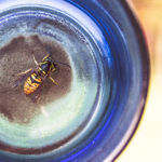 Wasps…… Its grim up North!