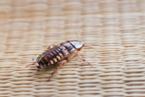 Roach on canvas mat.