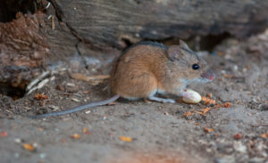 Striped field mouse