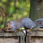 Grey Squirrels – A bushy tailed tale….