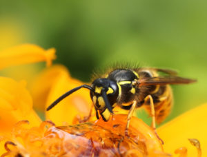 Wasp in colourful summer flower
