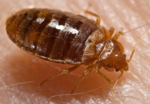 bed bug on skin